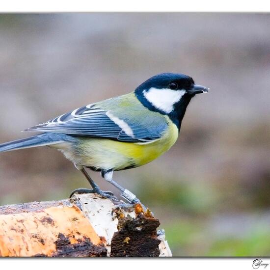 Kohlmeise: Tier im Habitat Borealer Nadelwald in der NatureSpots App