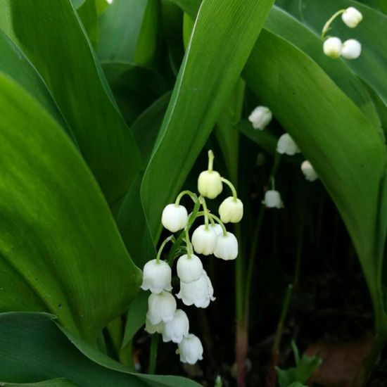 Maiglöckchen: Pflanze im Habitat Garten in der NatureSpots App