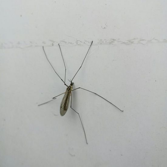 Tipula (Tipula) paludosa: Animal in habitat Road or Transportation in the NatureSpots App