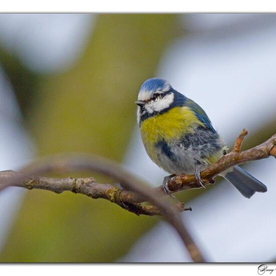 Blaumeise: Tier im Habitat Borealer Nadelwald in der NatureSpots App