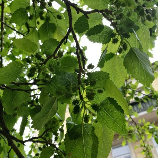 Maulbeeren: Pflanze im Habitat Garten in der NatureSpots App