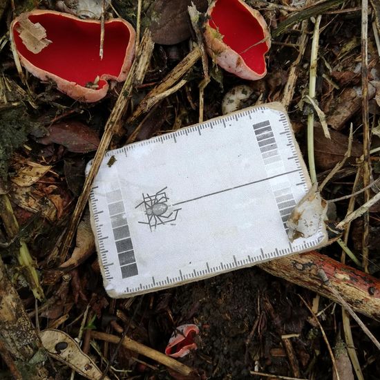 Sarcoscypha: Pilz im Habitat Wald der gemäßigten Breiten in der NatureSpots App