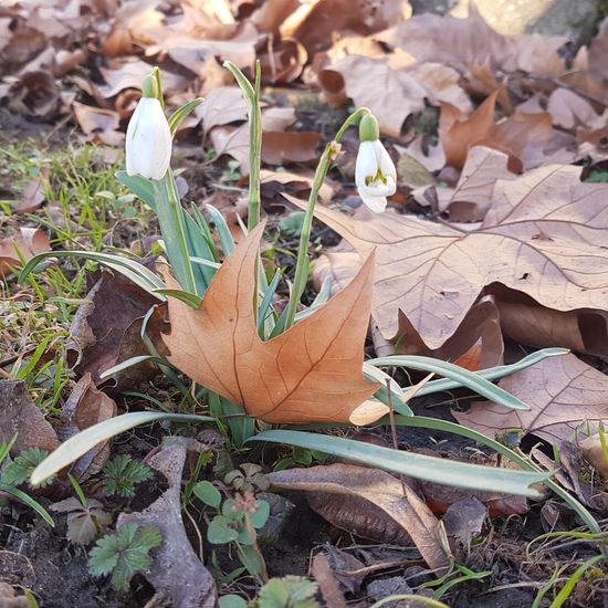 Schneeglöckchen: Pflanze im Habitat Park in der NatureSpots App