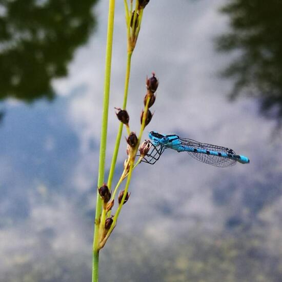 Blaue Federlibelle: Tier im Habitat Teich in der NatureSpots App