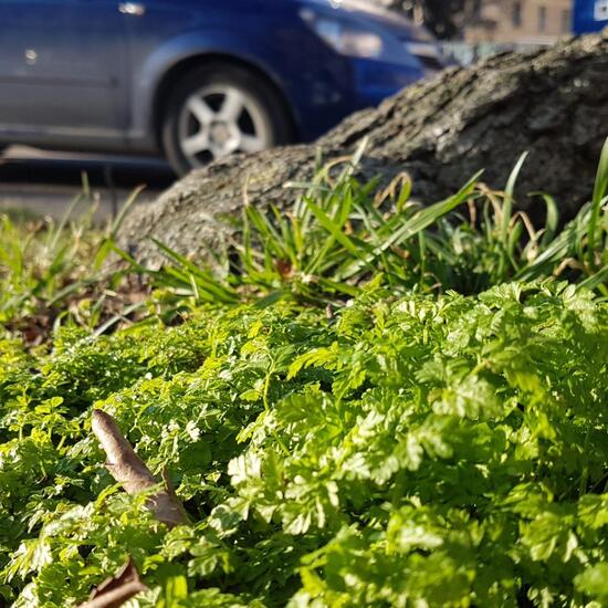 Eine unbekannte Art: Pflanze im Habitat Strasse/Verkehr in der NatureSpots App