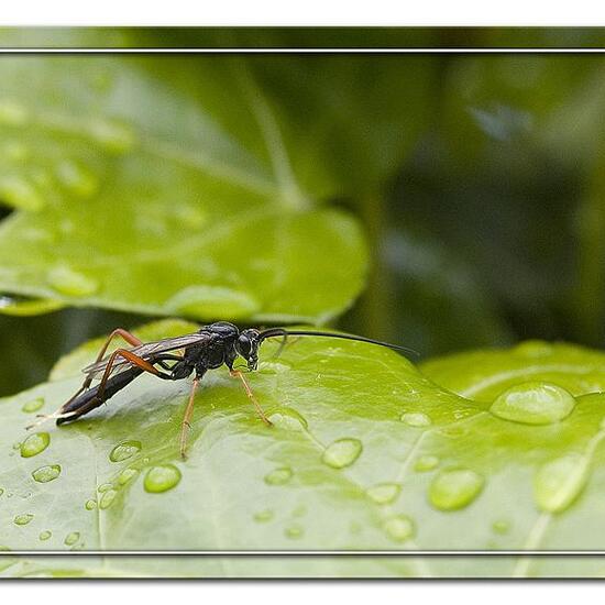 Buathra laborator: Tier im Habitat Grasland und Büsche in der NatureSpots App