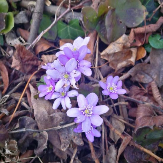 Hepatica: Plant in habitat Park in the NatureSpots App