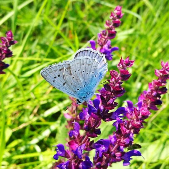 Hauhechel-Bläuling: Tier in der Natur in der NatureSpots App