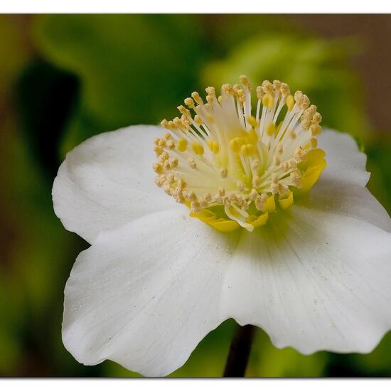 Helleborus niger: Plant in nature in the NatureSpots App