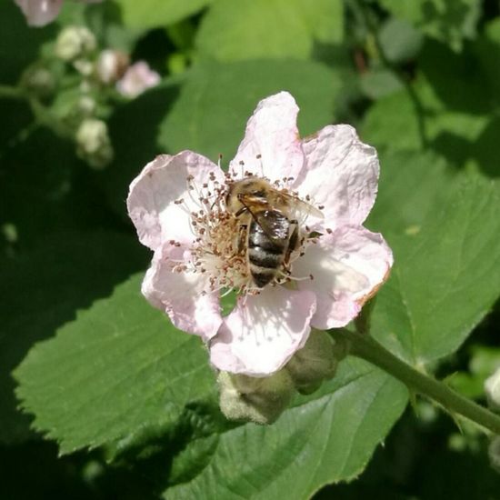 Apis mellifera: Animal in habitat Park in the NatureSpots App