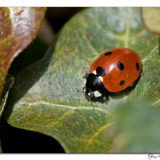 Siebenpunkt-Marienkäfer: Tier im Habitat Garten in der NatureSpots App