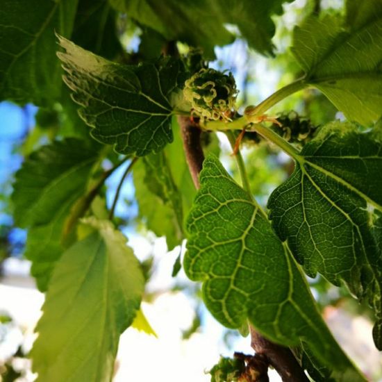 Maulbeeren: Pflanze im Habitat Garten in der NatureSpots App