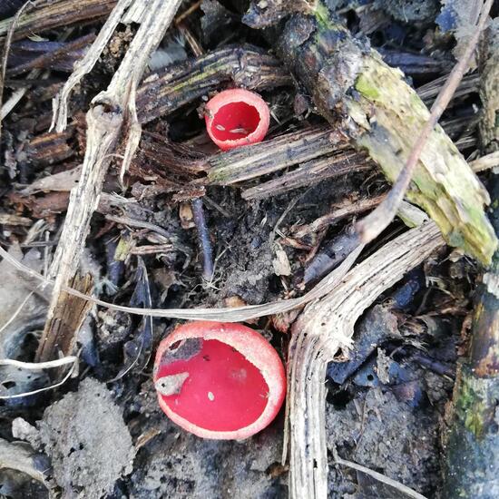Sarcoscypha austriaca: Mushroom in habitat Riparian forest in the NatureSpots App