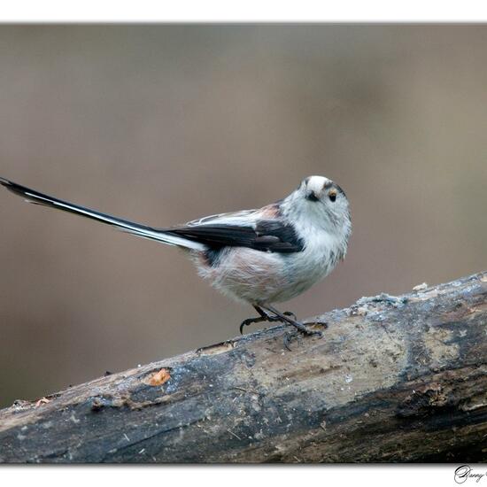 Schwanzmeise: Tier im Habitat Borealer Nadelwald in der NatureSpots App