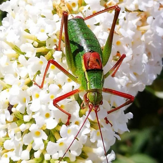 Laubholz-Säbelschrecke: Tier in der Natur in der NatureSpots App