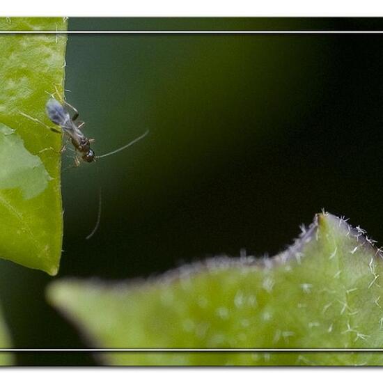 Gelis areator: Tier in der Natur in der NatureSpots App