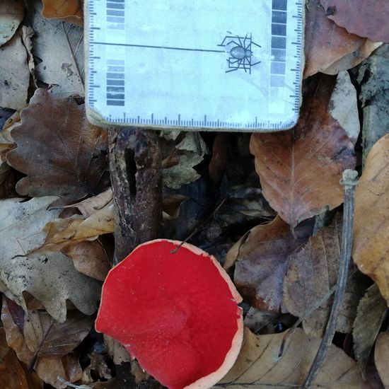 Sarcoscypha: Pilz im Habitat Wald der gemäßigten Breiten in der NatureSpots App