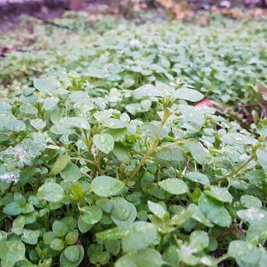 Common chickweed: Plant in habitat Flowerbed in the NatureSpots App