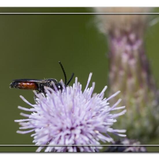 Kleiner Sonnenröschen-Bläuling: Tier in der Natur in der NatureSpots App