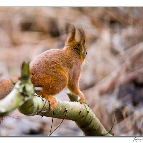 Eurasisches Eichhörnchen: Tier im Habitat Borealer Nadelwald in der NatureSpots App