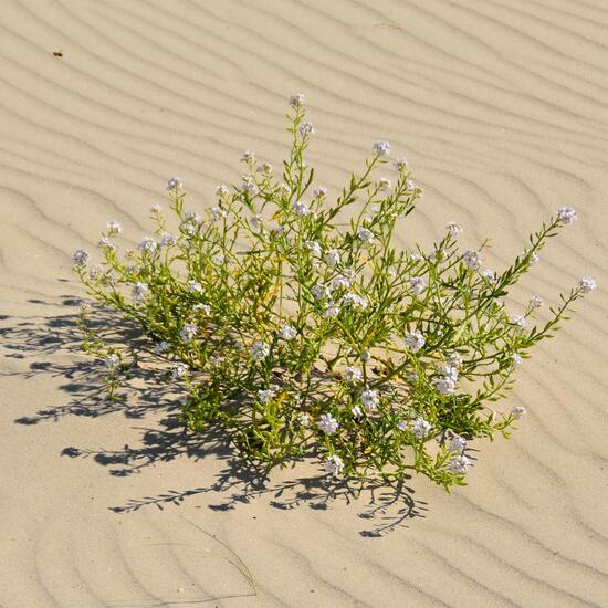 Cakile maritima: Plant in habitat Sandy coast in the NatureSpots App
