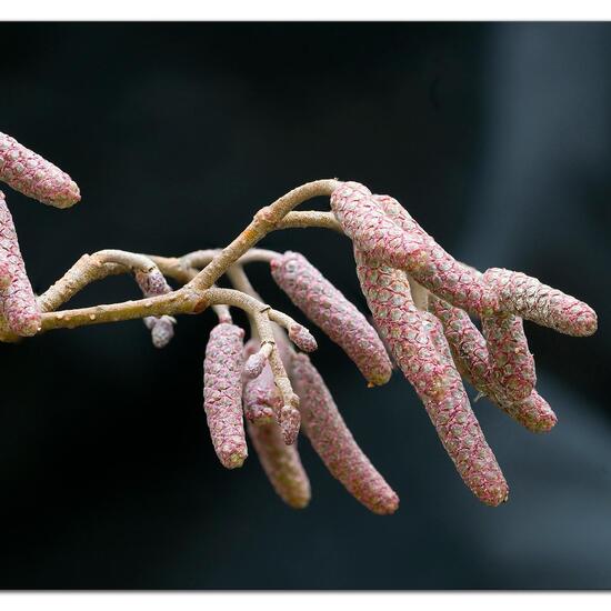 Alnus glutinosa: Plant in habitat Grassland in the NatureSpots App