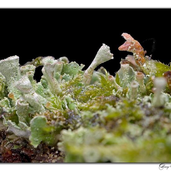 Cladonia humilis: Mushroom in habitat Road or Transportation in the NatureSpots App