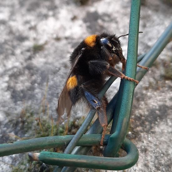 Dunkle Erdhummel: Tier im Habitat Stadt und Garten in der NatureSpots App