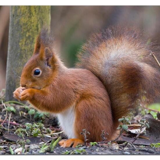 Red Squirrel: Animal in habitat Forest in the NatureSpots App