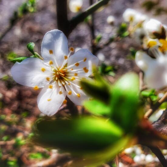 Sauerkirsche: Pflanze im Habitat Vorstadt in der NatureSpots App