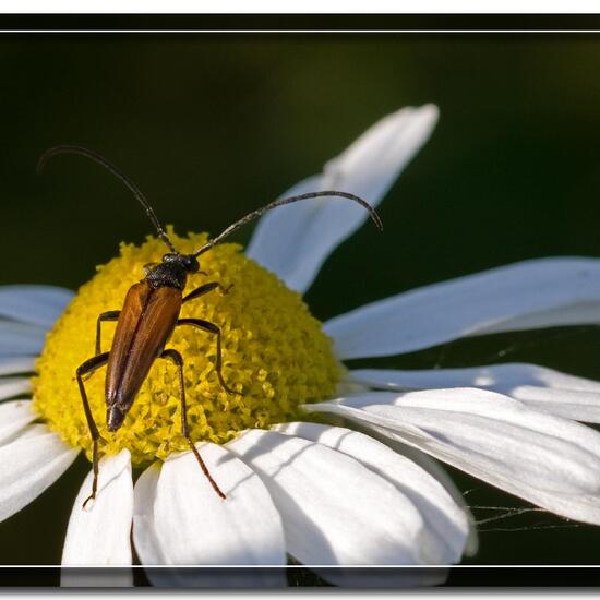 Kleiner Schmalbock: Tier in der Natur in der NatureSpots App