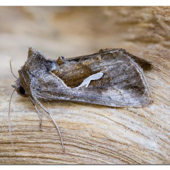 Schafgarben-Silbereule: Tier im Habitat Garten in der NatureSpots App