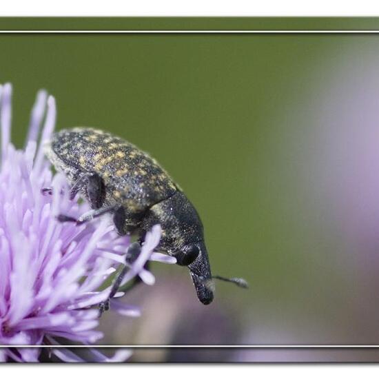 Kratzdistelrüssler: Tier im Habitat Grasland und Büsche in der NatureSpots App