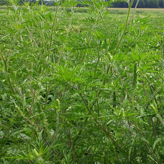 Ambrosia artemisiifolia: Plant in habitat Buffer strip in the NatureSpots App