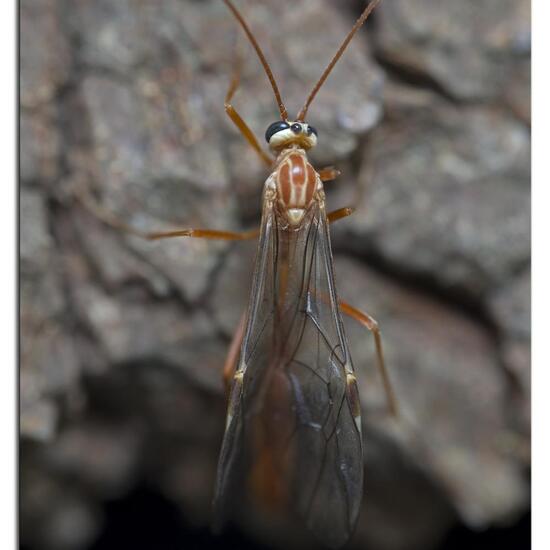 Ophion obscuratus: Tier im Habitat Garten in der NatureSpots App