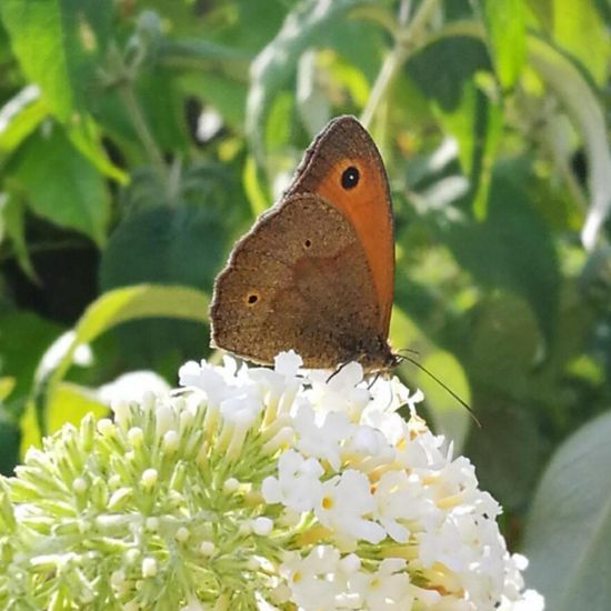 Small Heath: Animal in nature in the NatureSpots App