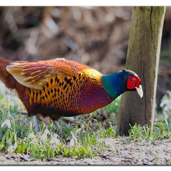 Common Pheasant: Animal in nature in the NatureSpots App