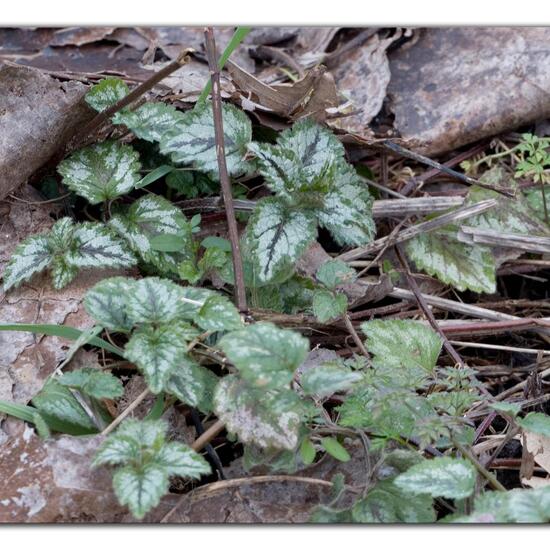 Lamiastrum galeobdolon: Pflanze im Habitat Grasland und Büsche in der NatureSpots App