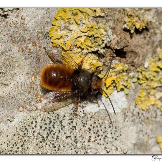 Gehörnte Mauerbiene: Tier in der Natur in der NatureSpots App