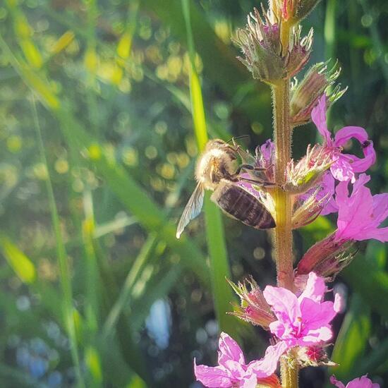 Gewöhnlicher Blutweiderich: Pflanze im Habitat Teich in der NatureSpots App