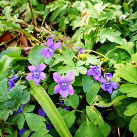 Viola reichenbachiana: Plant in habitat Park in the NatureSpots App