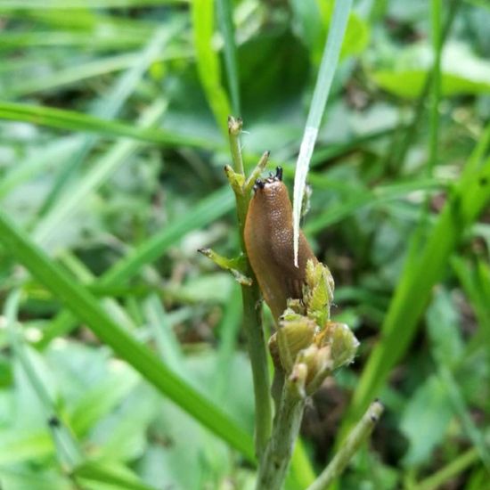 Braune Wegschnecke: Tier im Habitat Park in der NatureSpots App