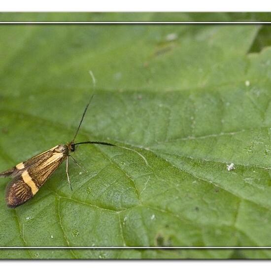 Longhorn Moth: Animal in habitat Forest in the NatureSpots App