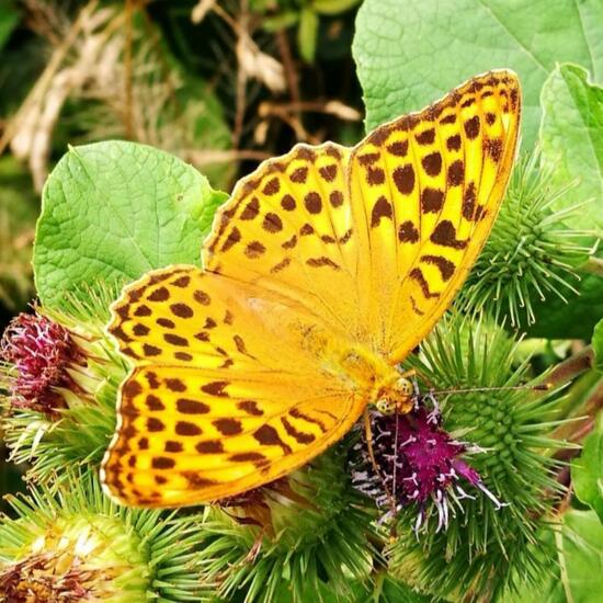 Argynnis paphia: Animal in nature in the NatureSpots App
