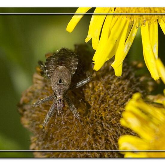 Baumsichelwanze: Tier im Habitat Grasland und Büsche in der NatureSpots App