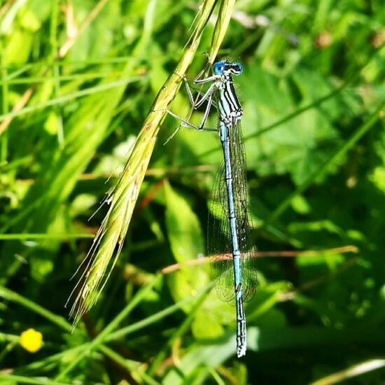 White-legged Damselfly: Animal in nature in the NatureSpots App