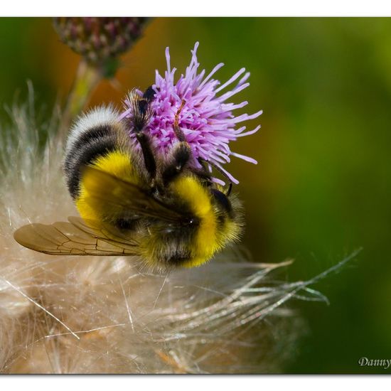 Hellgelbe Erdhummel: Tier in der Natur in der NatureSpots App