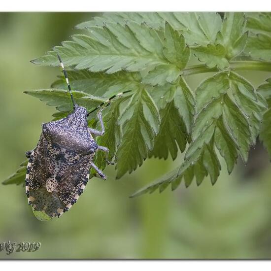 Rhaphigaster nebulosa: Animal in habitat Semi-natural grassland in the NatureSpots App