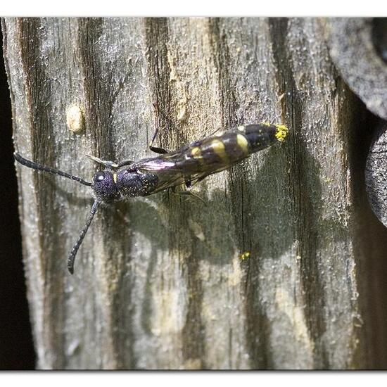 Gemeine Keulenwespe: Tier im Habitat Garten in der NatureSpots App