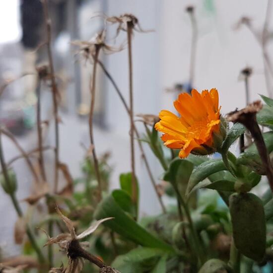 Ringelblume: Pflanze im Habitat Hecke/Blumenbeet in der NatureSpots App